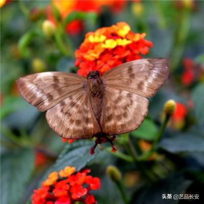 乐鱼体育游戏下载官网截图
