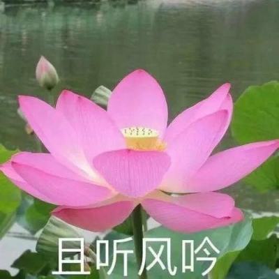 苏宁复制恒大亚冠神迹 中超克星全韩班惨遭打脸